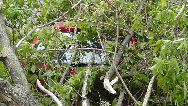 Во время бури в Киеве деревья падали на автомобили: фотофакт