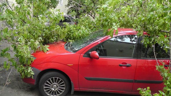 Во время бури в Киеве деревья падали на автомобили: фотофакт