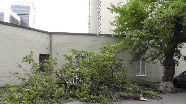 Во время бури в Киеве деревья падали на автомобили: фотофакт