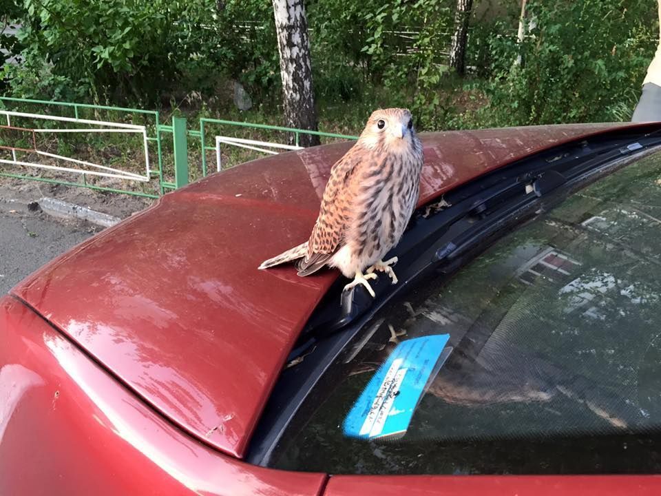 Пташку шкода! У Києві на Оболоні загубився ... сокіл: фотофакт