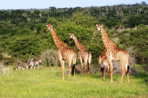 Живописна Африка: 15 заповедных парков, которые окунут вас в мир дикой природы