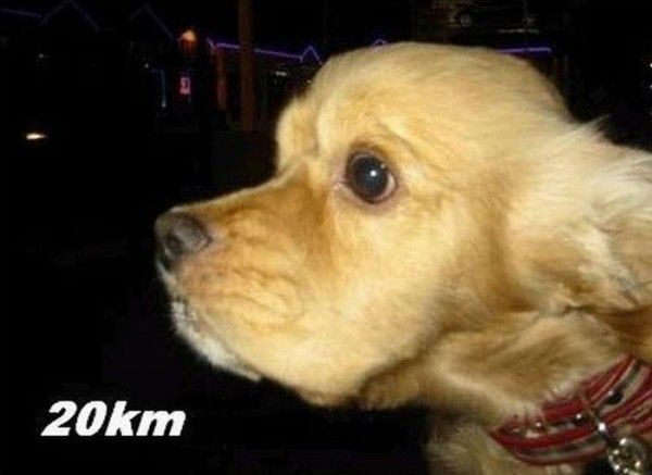 Собаки и ветер: что будет с псом при наборе скорости в авто