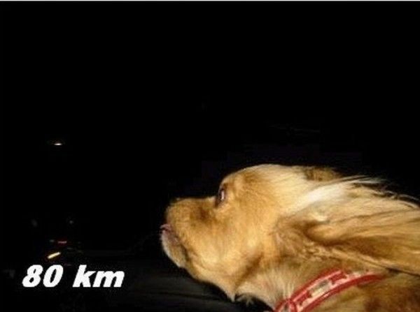Собаки и ветер: что будет с псом при наборе скорости в авто
