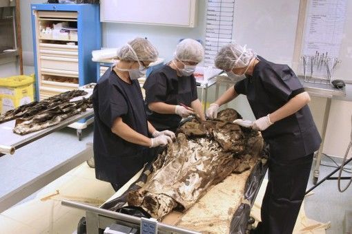 Французы нашли мумию миледи