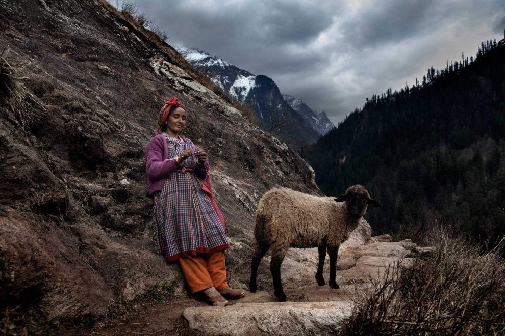 Тайные поля конопли в Гималаях: тяжелый труд людей на плантациях