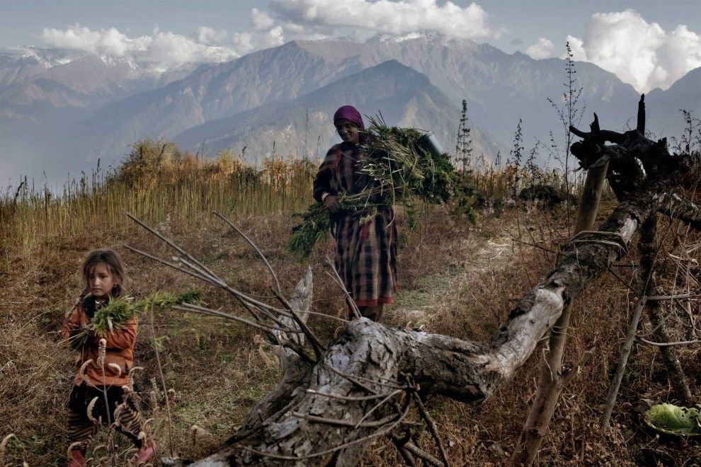 Тайные поля конопли в Гималаях: тяжелый труд людей на плантациях