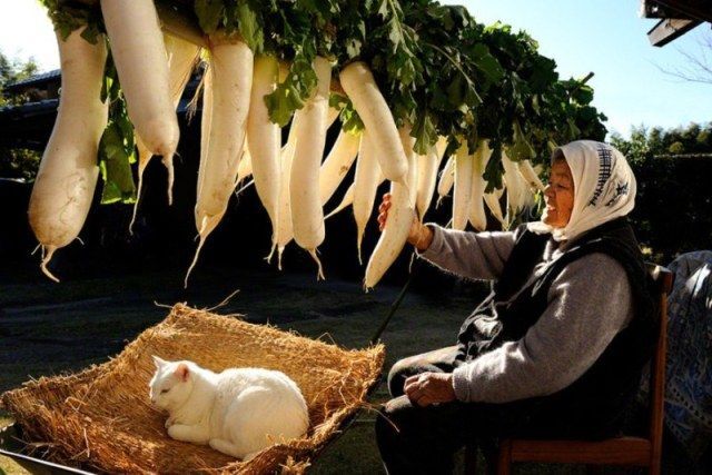 Трогательная фотоистория дружбы бабушки и кота