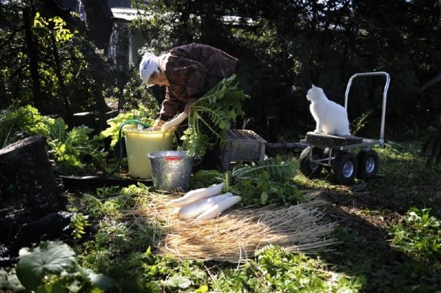 Трогательная фотоистория дружбы бабушки и кота