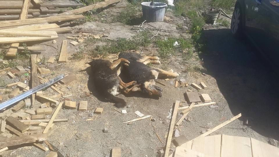 У Києві невідомі отруїли 25 бездомних собак з чіпами