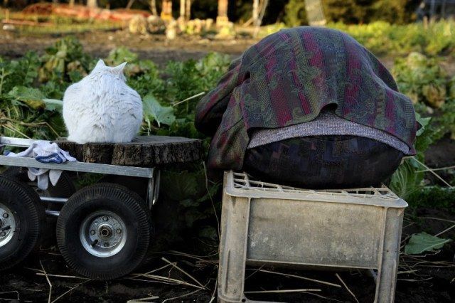 Трогательная фотоистория дружбы бабушки и кота