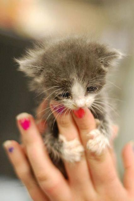 10 любвеобильных котов, которым срочно нужны обнимашки