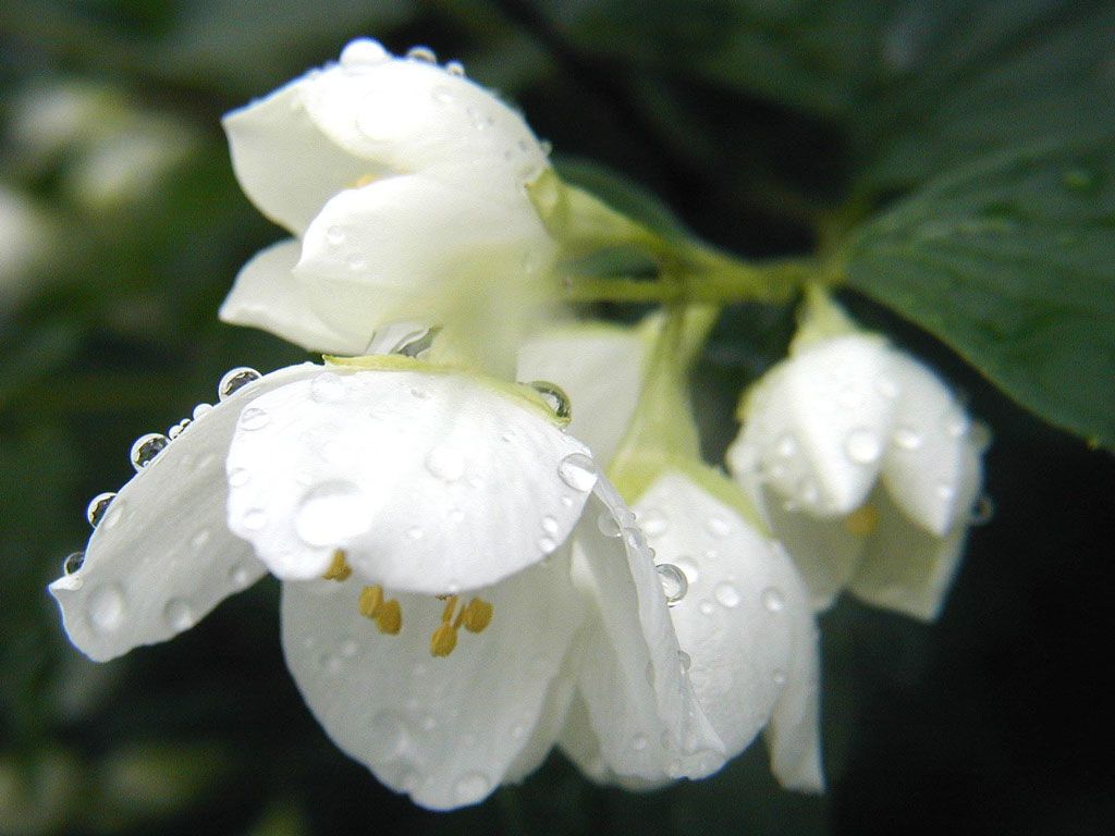 Цветок любви: невероятные целебные свойства жасмина