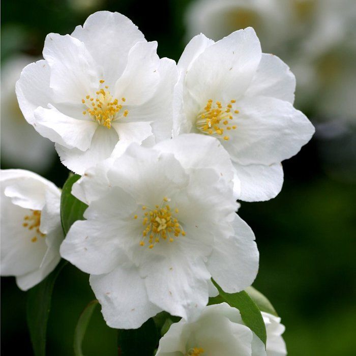 Цветок любви: невероятные целебные свойства жасмина