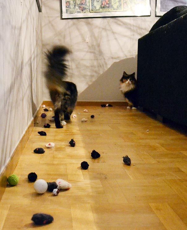 18 котов-параноиков, которые обожают коллекционировать "сокровища"