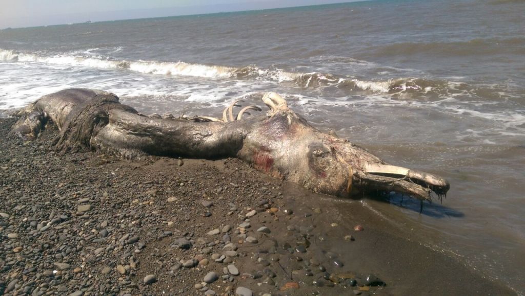 У Росії на берег викинуло невідому тварину: вчені у паніці