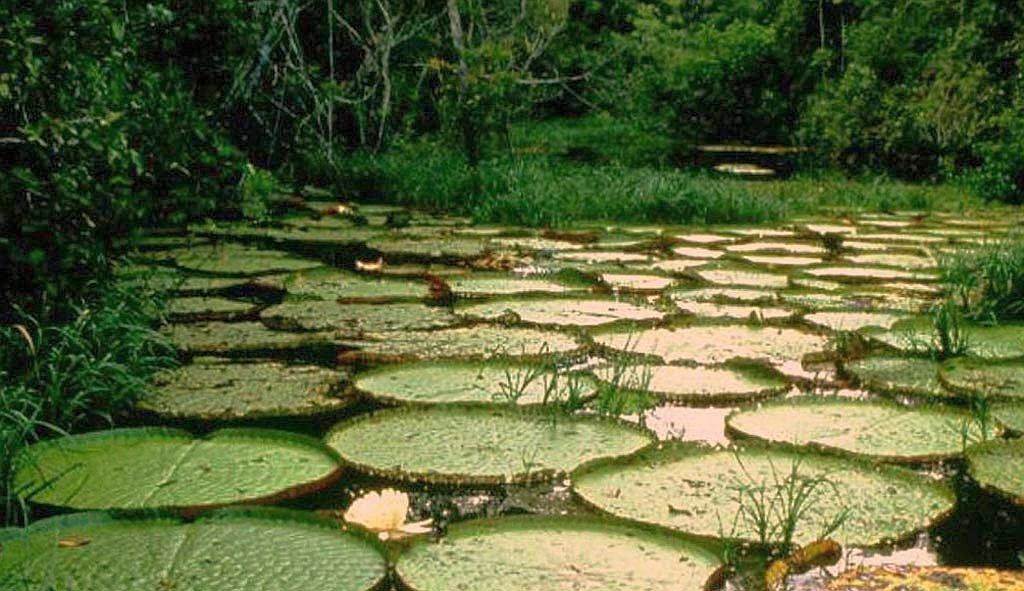 Национальный парк Лос-Катиос (Колумбия) 