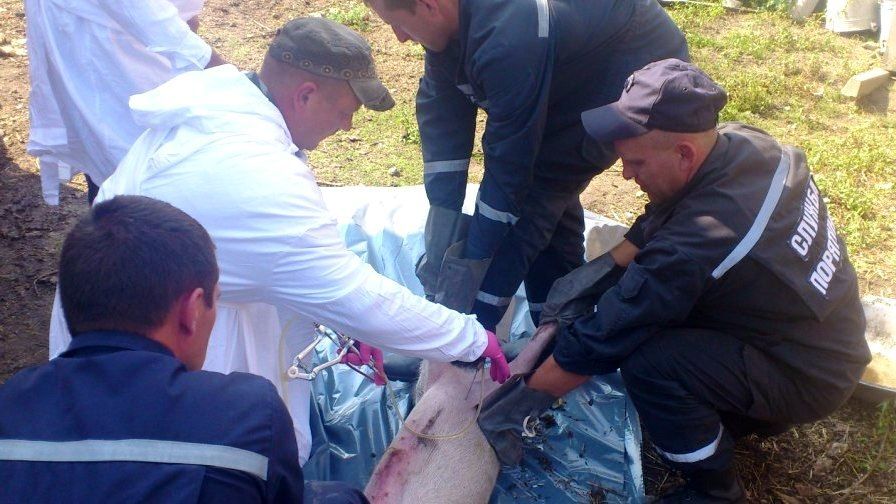 У Чернігівській області виявили африканську чуму свиней