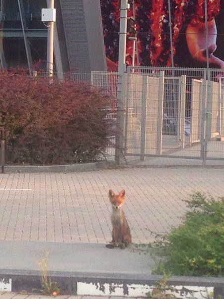Рыжая лиса в Донецке позировала на фоне "мертвой" Донбасс Арены: фотофакт