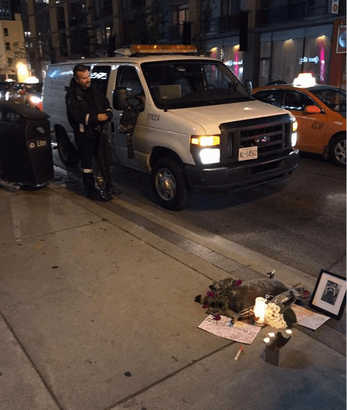 В Торонто устроили мемориал памяти умершего енота
