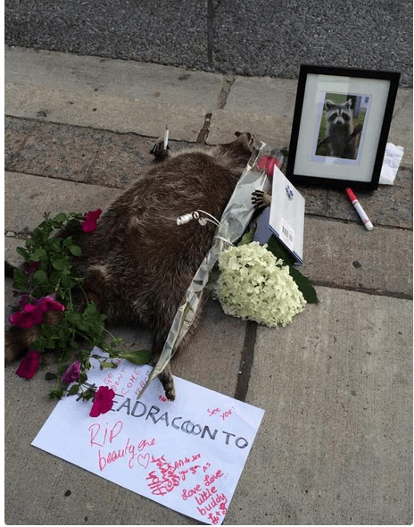 В Торонто устроили мемориал памяти умершего енота: опубликованы фото и видео