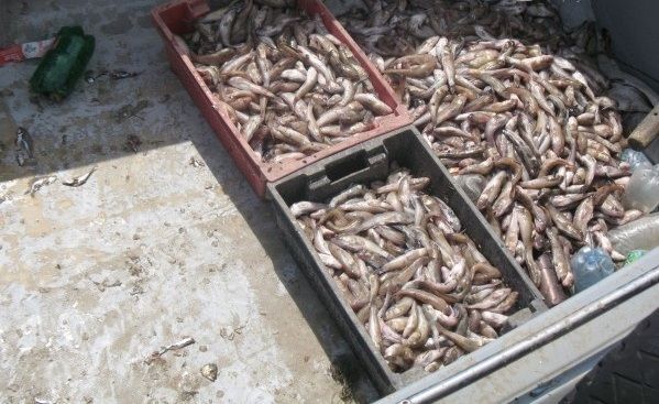 Ловись рибка велика і маленька. У Маріуполі взяли рибалок "ДНР": фото і відеофакт