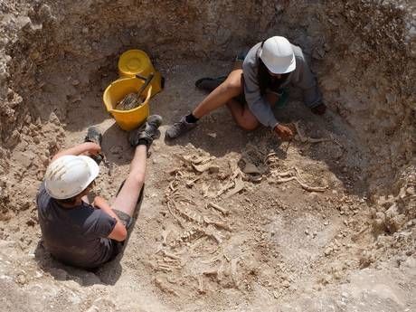 В Англии археологи раскопали останки "мифических животных": опубликованы фото