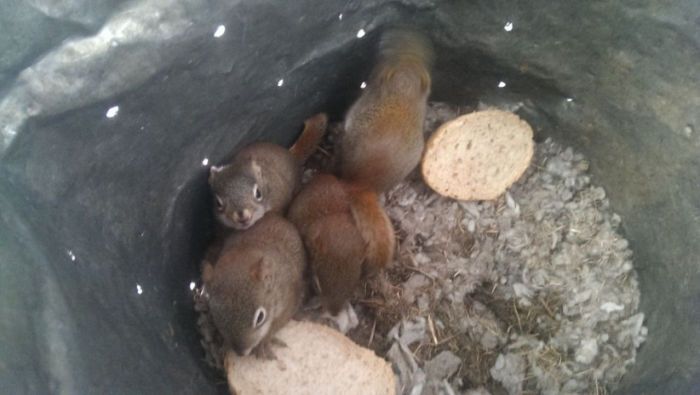 Белки в фильтре и самокат в картере: самые невероятные поломки авто