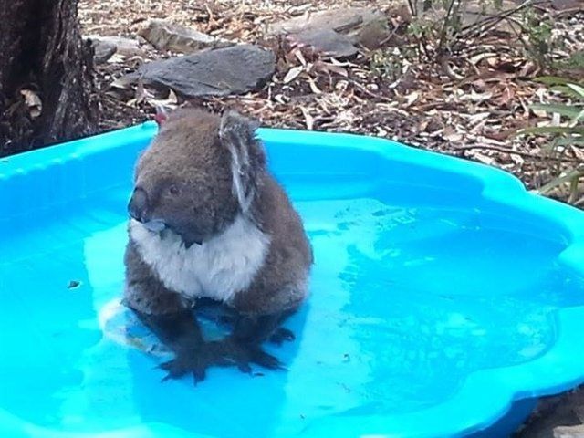 Дикий мир: 24 забавных фото животных в Австралии