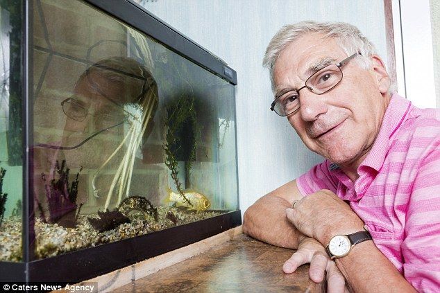 Рекордная дата: в Британии золотая рыбка прожила в одной семье 38 лет