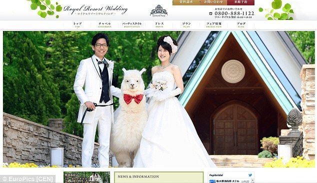 В Японии на свадьбу свидетелем приглашают… альпаку