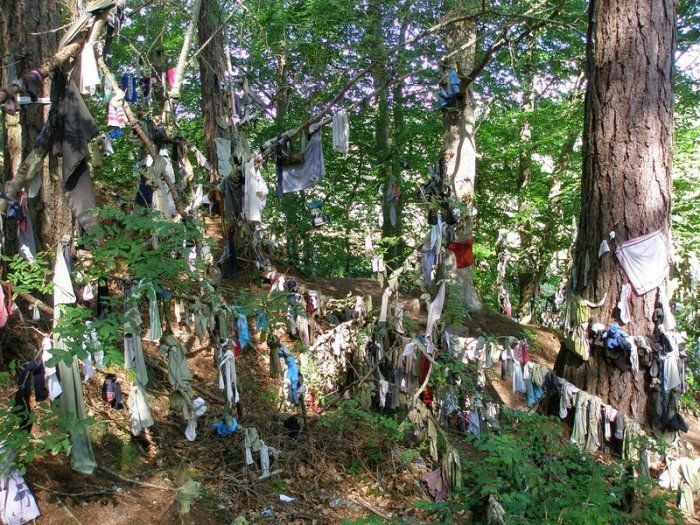 Загадочные тканевые деревья желаний кельтов в Великобритании
