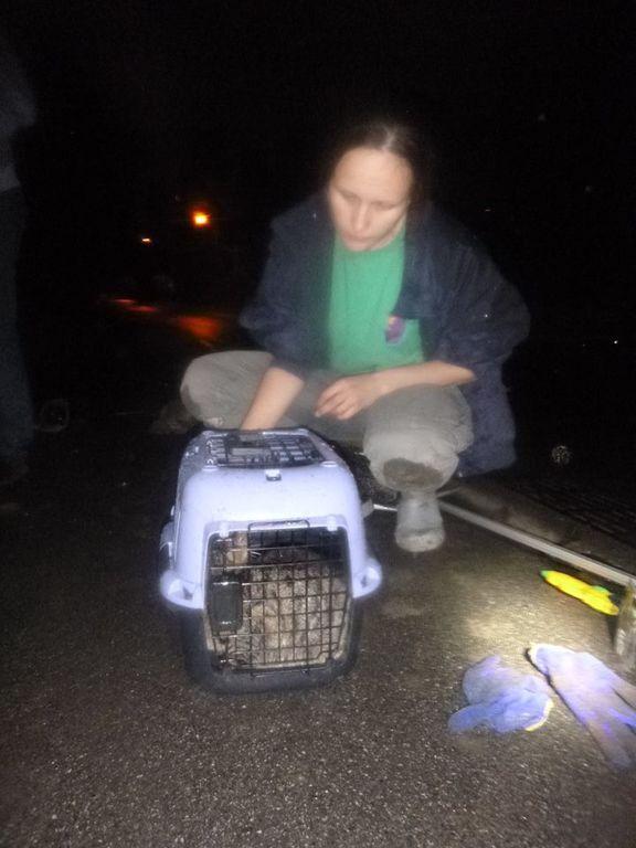 В Киеве спасли кота-"диггера"
