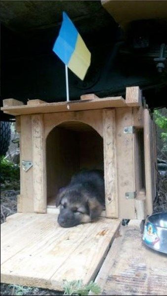 Животные в зоне АТО: проникновенный фоторепортаж