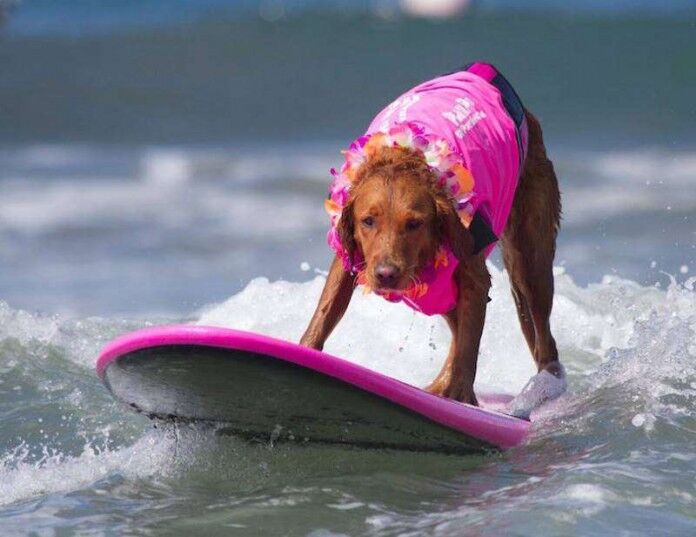 Лови волну: пес-серфингист, который помогает детям-инвалидам