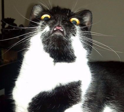 13 котов, которые в шоке от веб-камеры