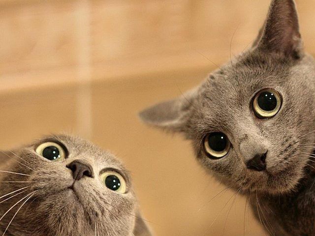 13 котов, которые в шоке от веб-камеры
