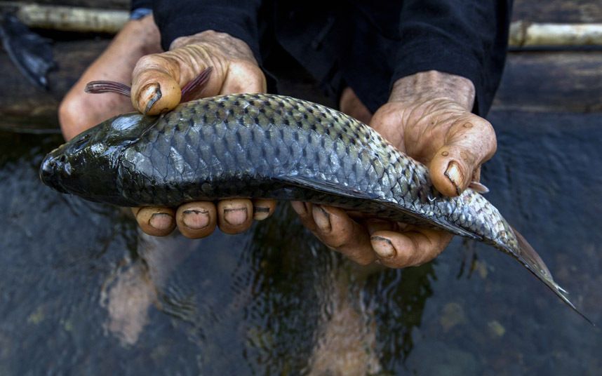 Уникальная рыбалка с бакланами в Китае: без сетей и удочек