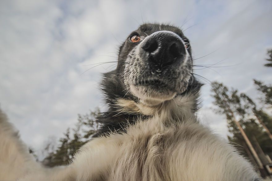 11 забавных собак, которым селфи не удалось