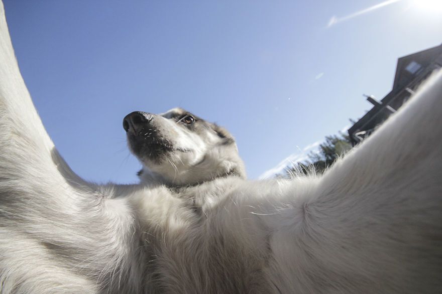 11 забавных собак, которым селфи не удалось