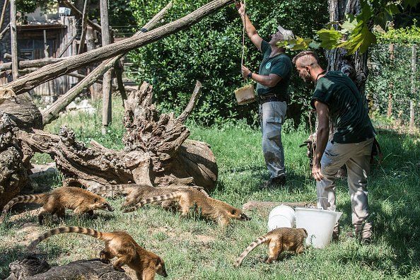 Как спасают животных от аномальной жары: фоторепортаж