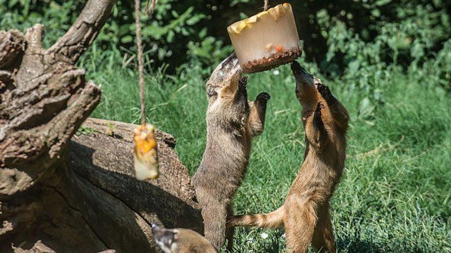 Як рятують тварин від аномальної спеки: фоторепортаж