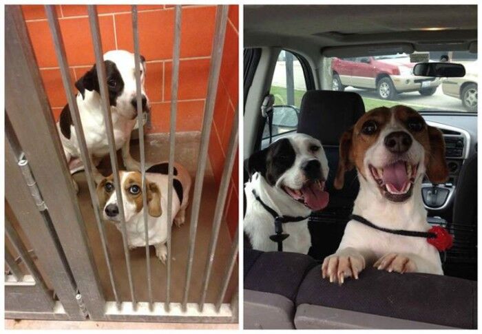 Собачье счастье: 16 фото радостных собак, которых спасли от усыпления