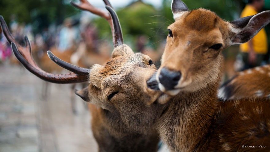 18 фотографий, доказывающих любовь между животными
