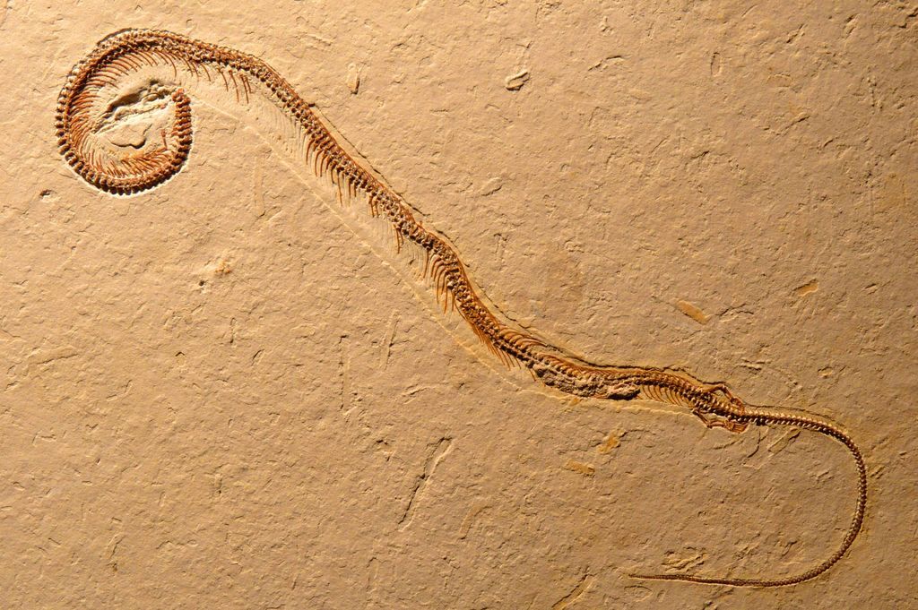 Ученые нашли древнюю змею с четырьмя лапами: фотофакт