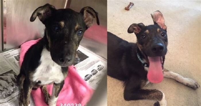 Собаче щастя: 16 фото радісних собак, яких врятували від усипляння