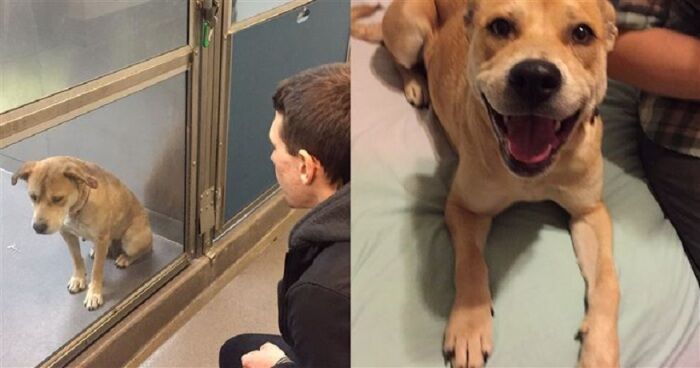 Собачье счастье: 16 фото радостных собак, которых спасли от усыпления