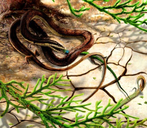 Ученые нашли древнюю змею с четырьмя лапами: фотофакт