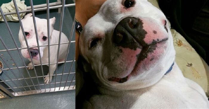 Собаче щастя: 16 фото радісних собак, яких врятували від усипляння