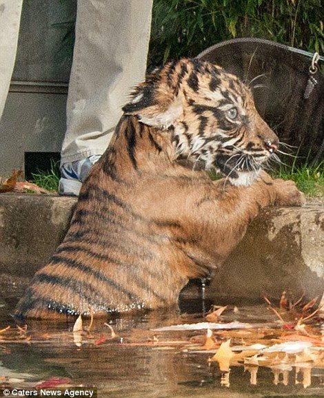 День тигра: интересные факты и забавные фото малышей