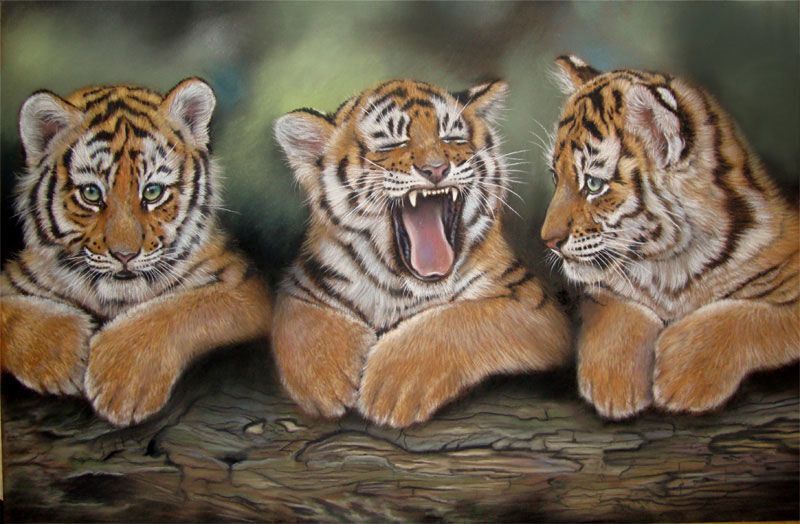 День тигра: интересные факты и забавные фото малышей